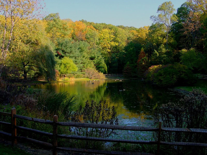 Pond, Jenkins Arboretum