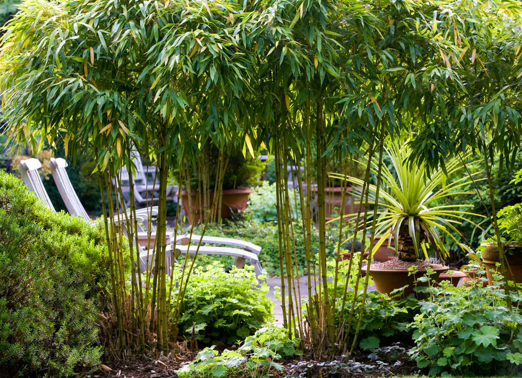 Jennifer Gayler Garden Design, London