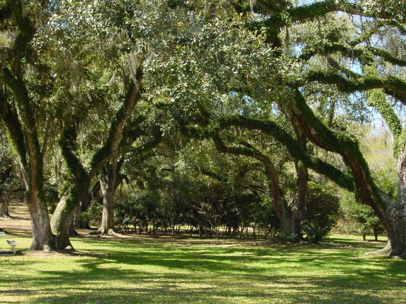 Jungle Gardens, Avery Island