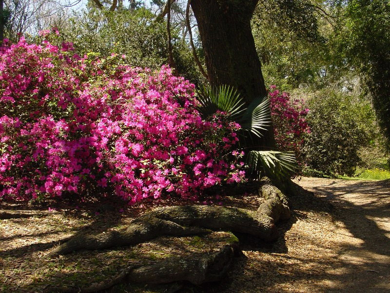 Jungle Gardens of Avery Island