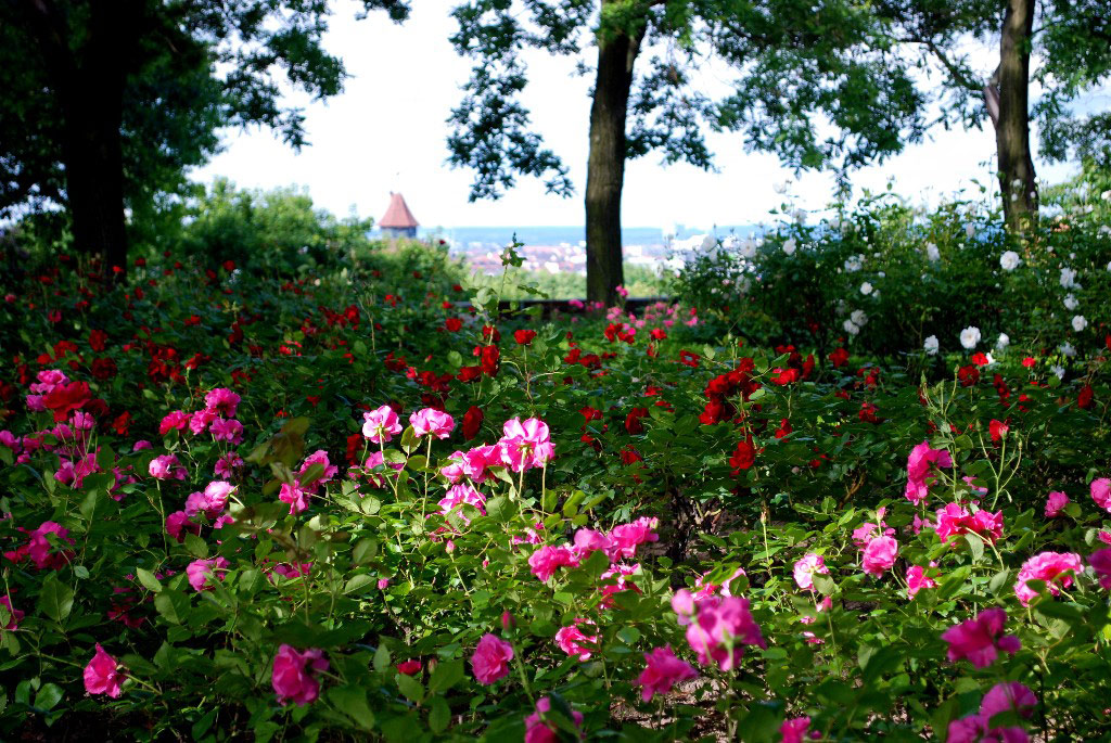 Roses, Kaiserburg Nuremberg