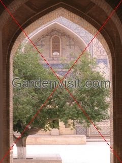 Courtyard trees, Kalon Bukhara Uzbekistan