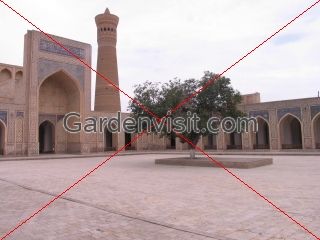 Courtyard, tree and minaret, Kalon Bukhara Uzbekistan