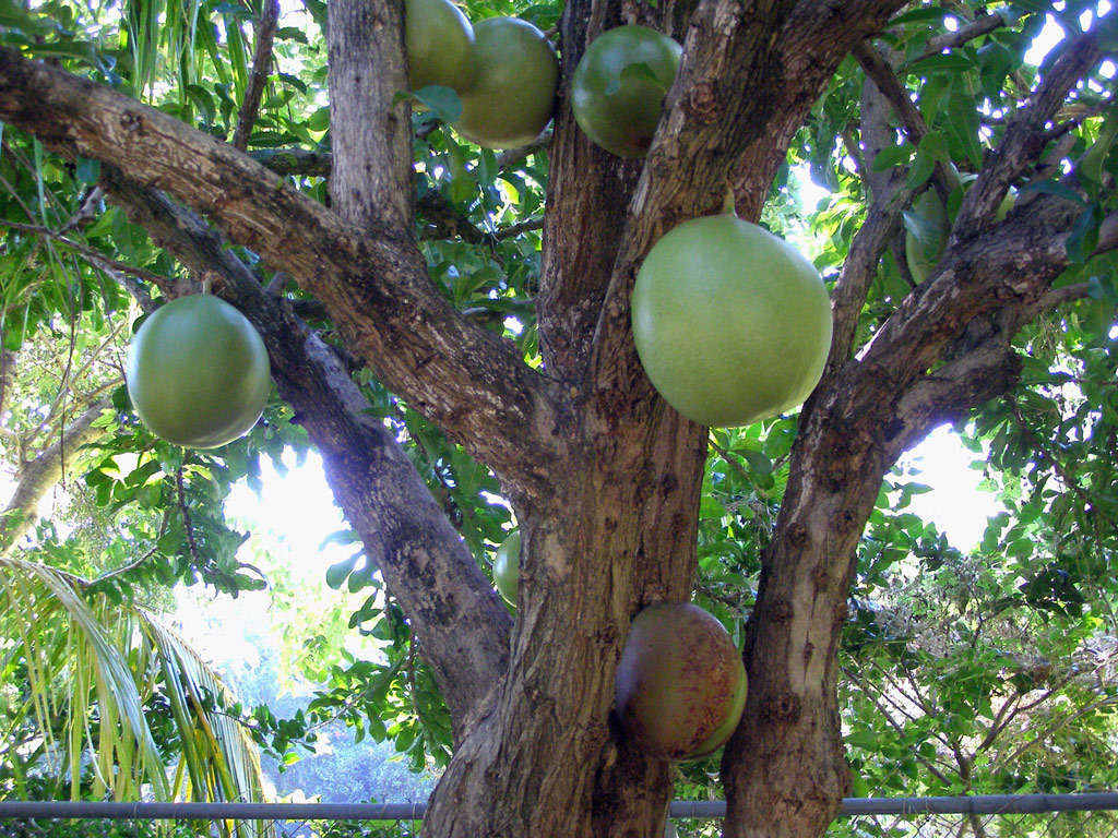 Calabash Tree, The Kampong