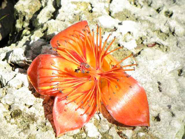 Red Silk Tree Flower