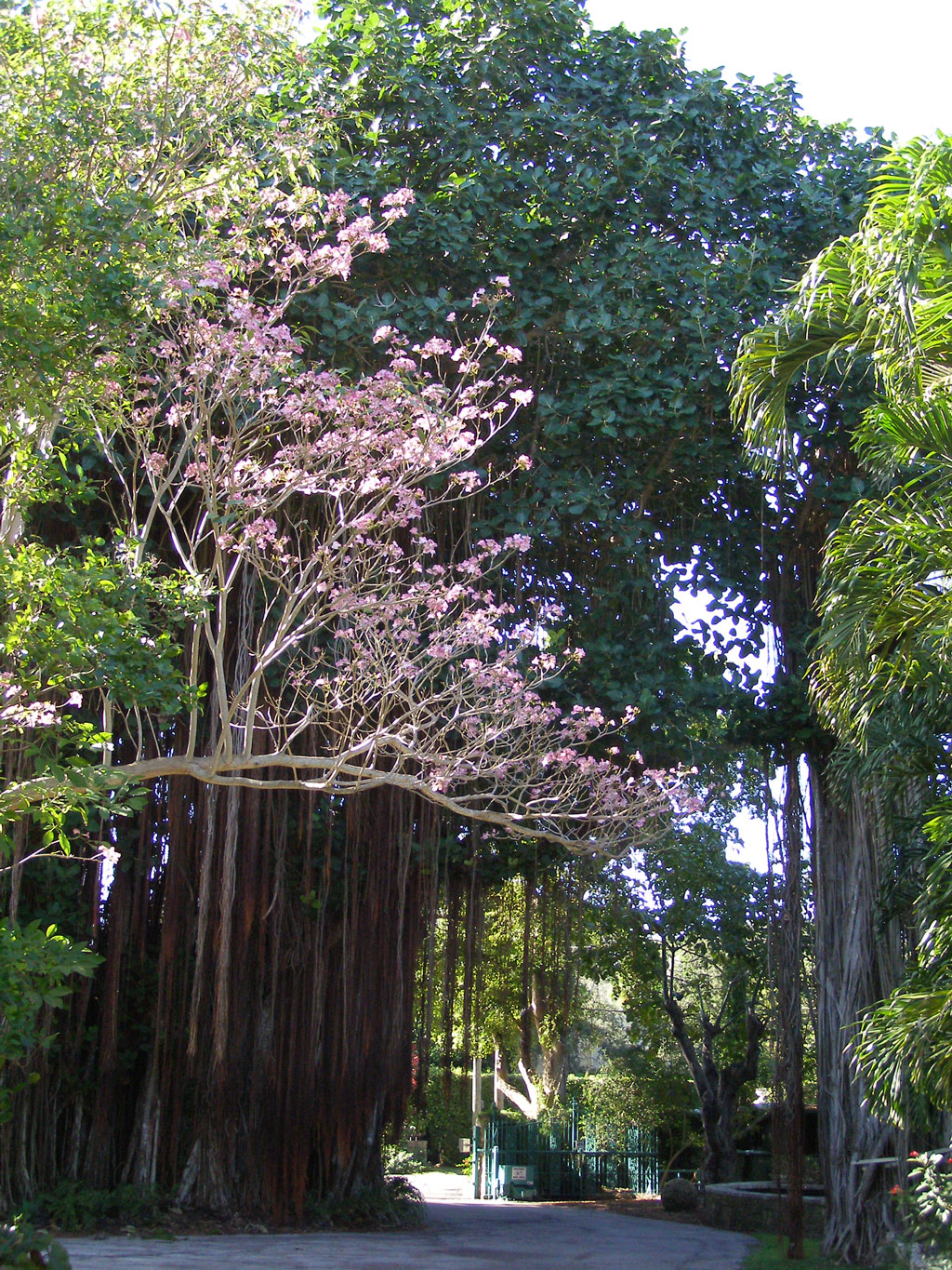 The Kampong, Florida