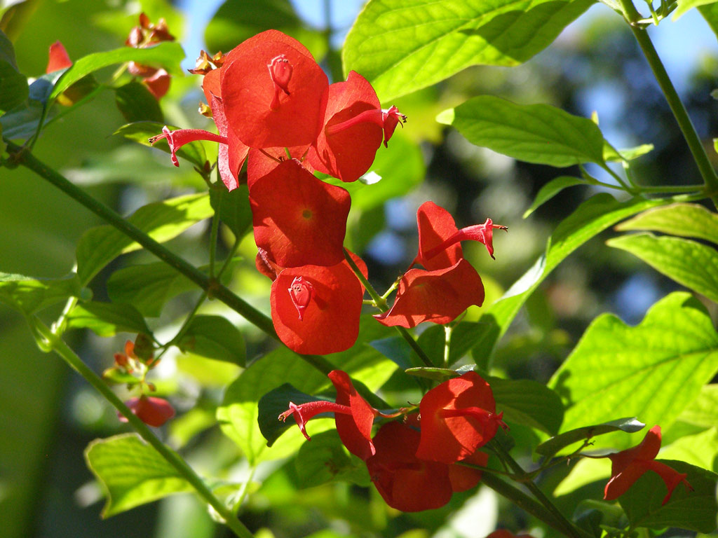 Holmskioldia sanguinea, The Kampong