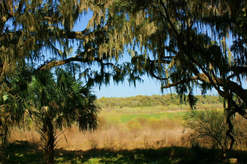 Kanapaha Botanical Gardens, Florida