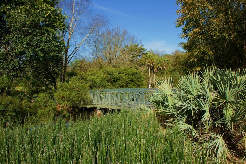 Equisetum hymale and Serrenoa repens