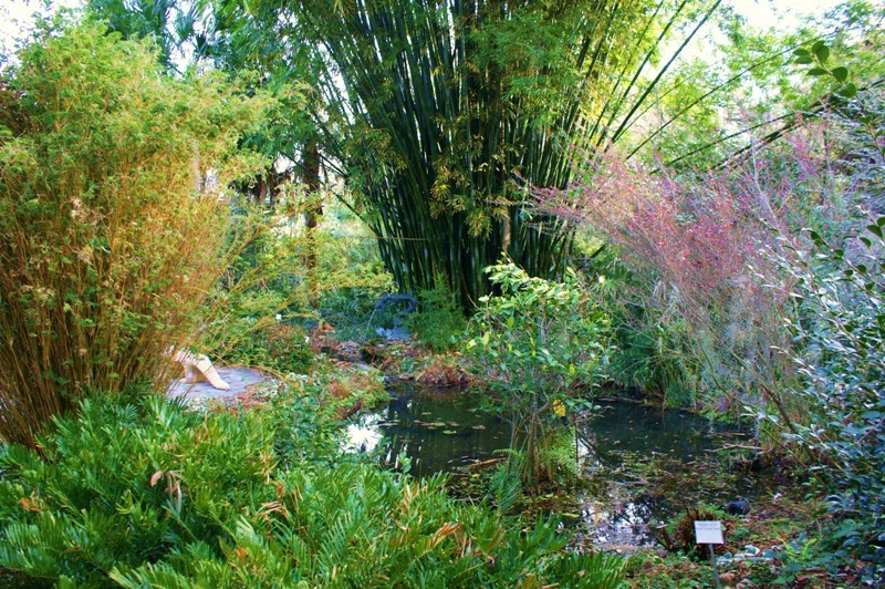 Weaver's Bamboo, Kanapaha Botanical Gardens