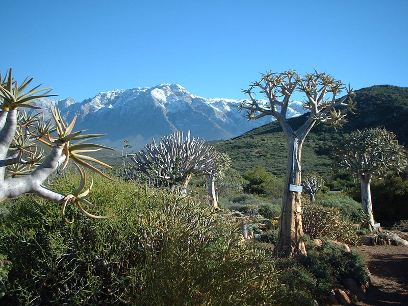 Aloe Dichotoma, Karoo Desert National Botanic Garden