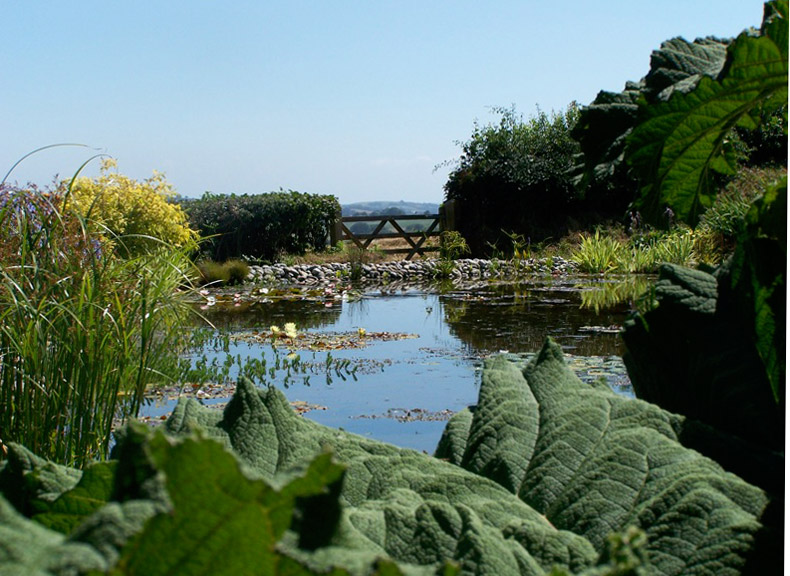 Pond, Ken-Caro Gardens
