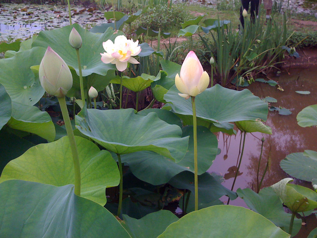 Kenilworth Aquatic Gardens, DC