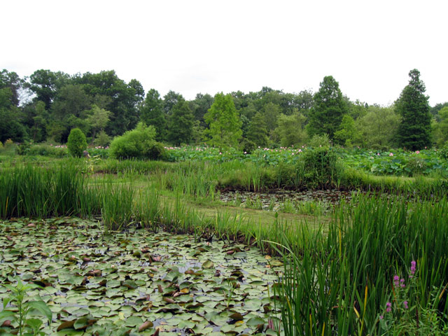 Kenilworth Aquatic Gardens