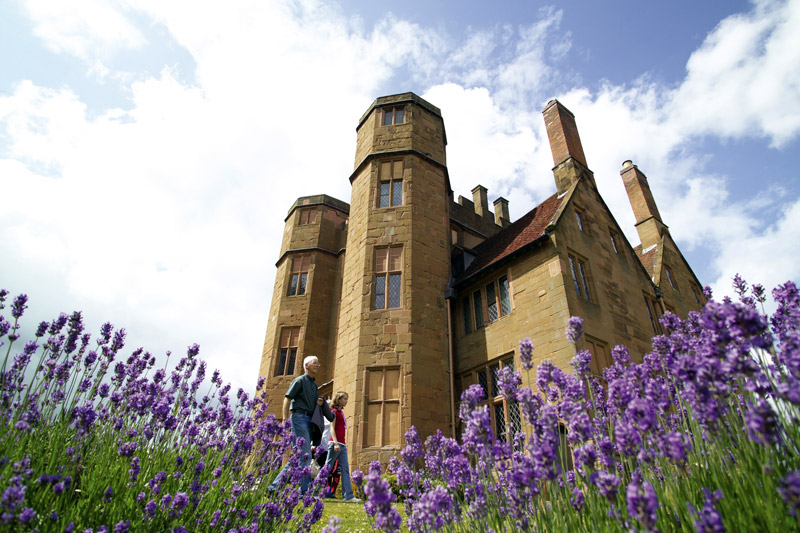 Lavender at Kenilworth Castle Garden