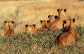 Pride of lions, Masai Mara, Kenya