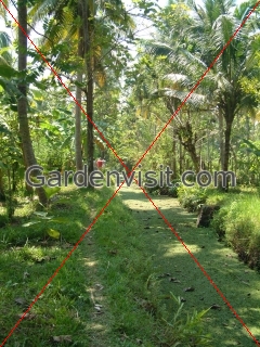 Kerala Jungle