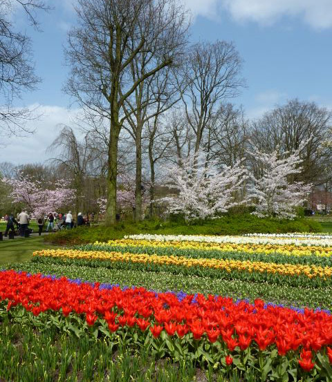 Keukenhof Tulips, Spring
