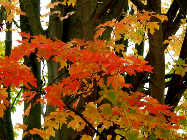Kew Gardens, Autumn