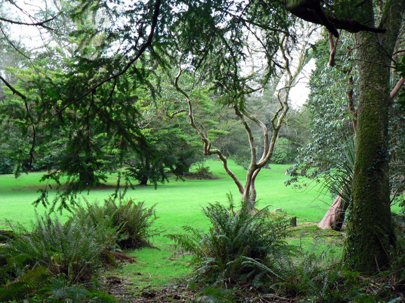 Kilmacurragh Garden, Ireland