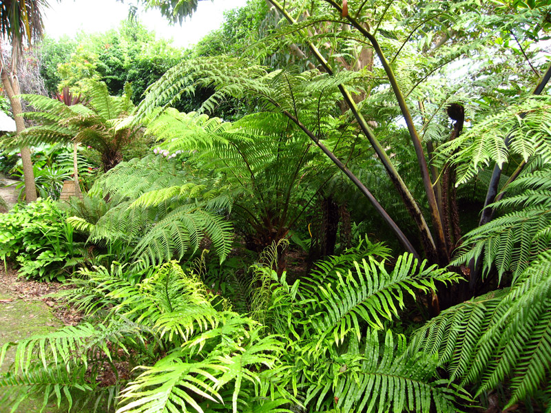 Tree Ferns, Kilravock Gardens