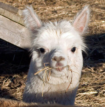 Anglelina the Alpaca, Kingsbrae Garden