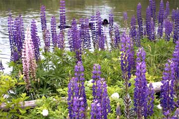 Kingsbrae garden1