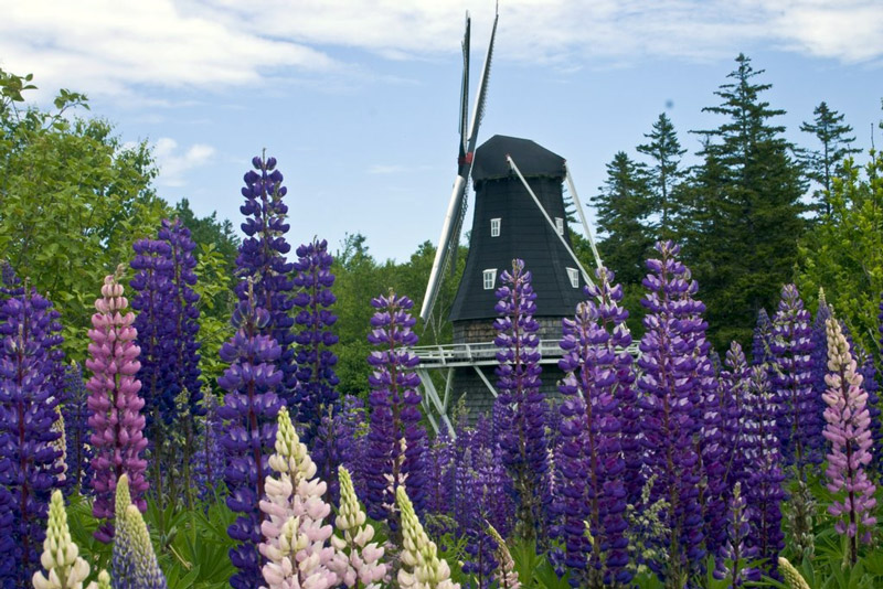 Windmill, Kingsbrae Garden