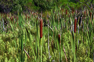Kirstenbosch botanic garden