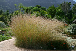 Kirstenboschbotanicgarden