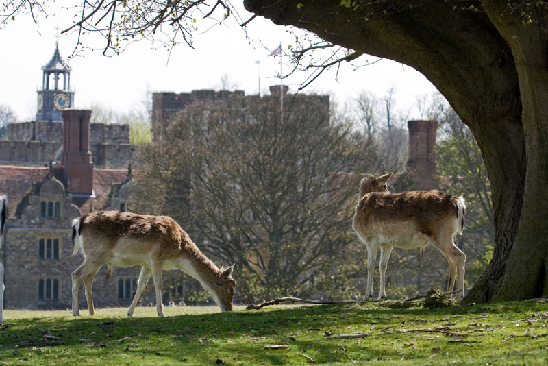 Knole Park, Kent