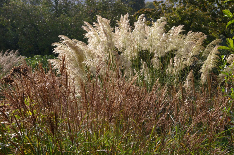 Autumn, Knoll Gardens