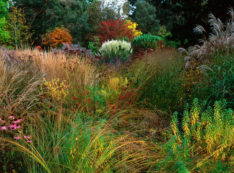 Grasses, Knoll Gardens
