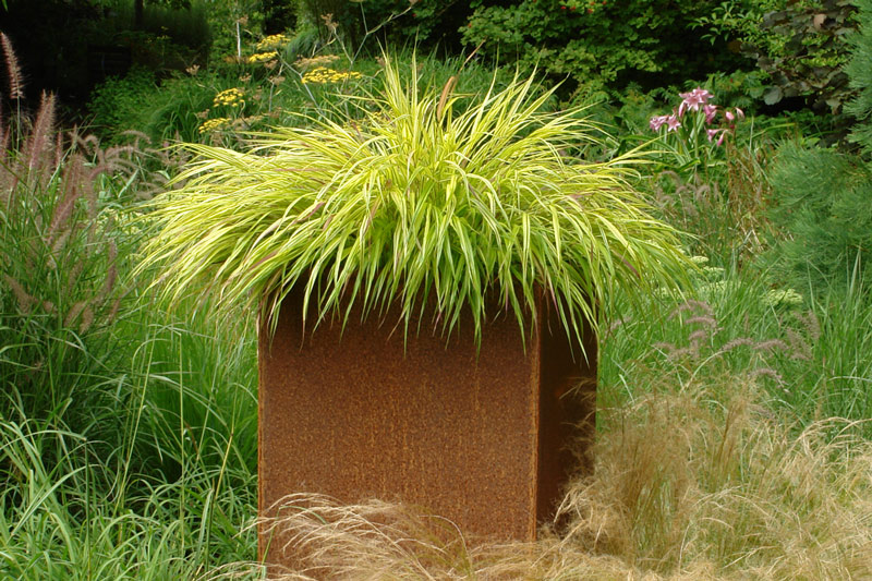 Hakonechloa macra