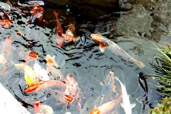 Koi carp biological filter A Koi carp pond requires clear water