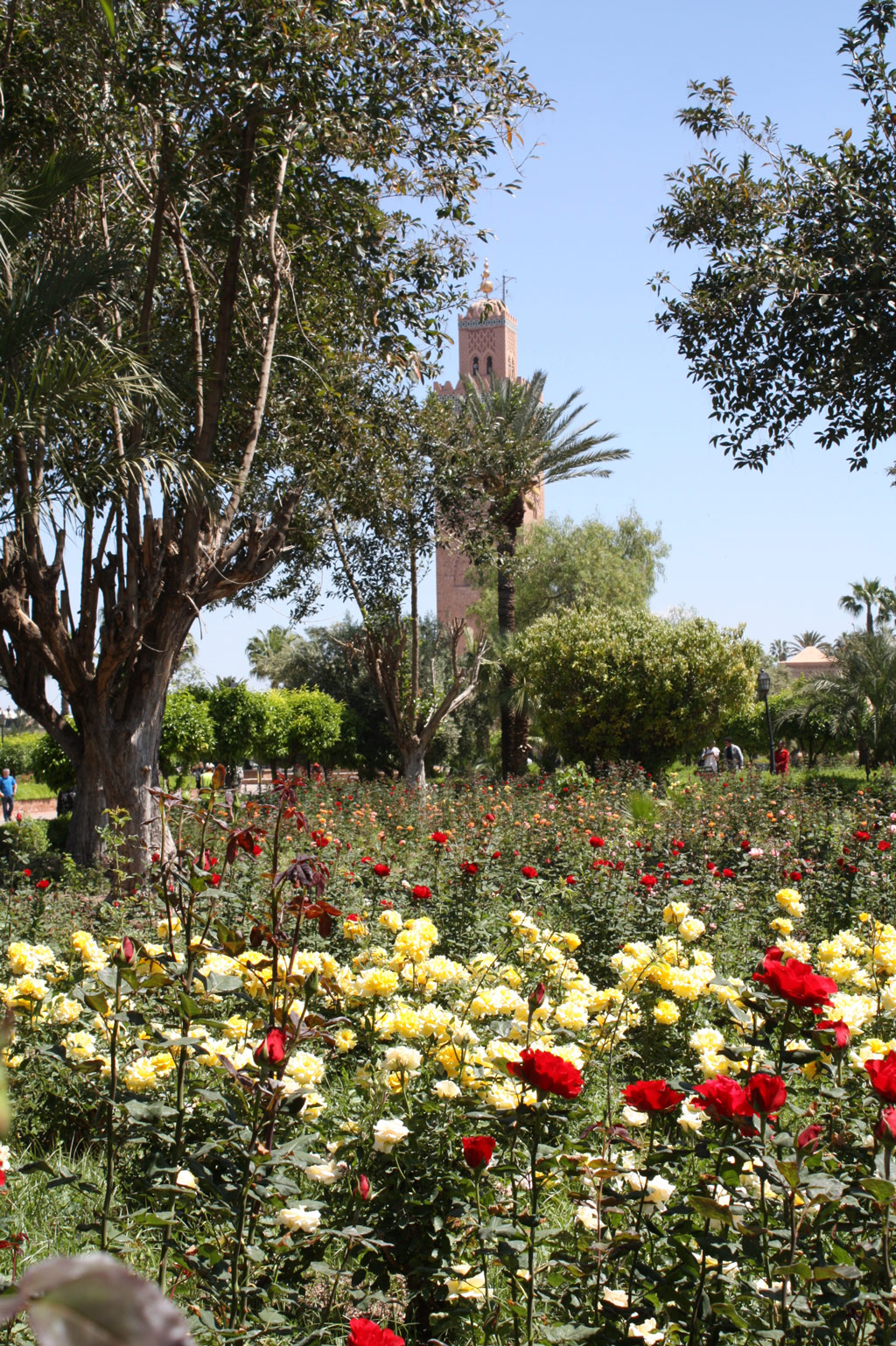 Roses, Koutoubia Gardens