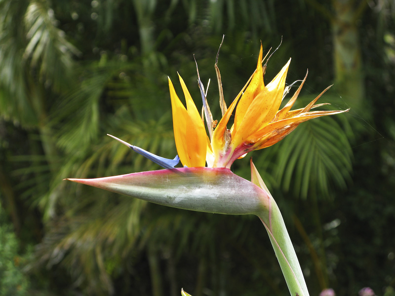 Kula Garden Neil Hunt