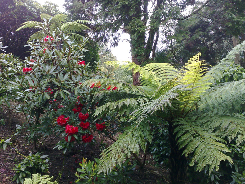 Cyathea smithii, Lamorran House Gardens