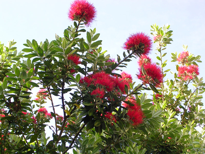 Metrosideros, Lamorran House Gardens