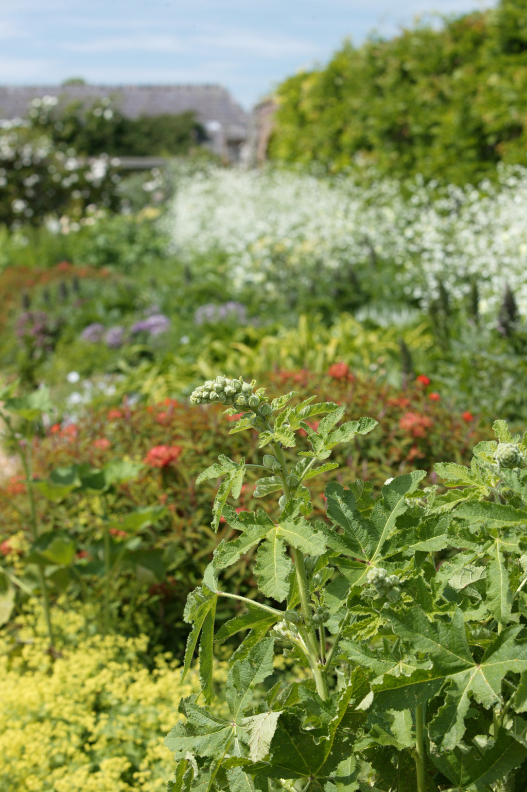 Lamport Hall Garden