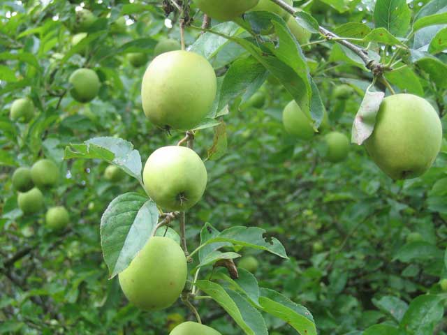 Landscape planning apples