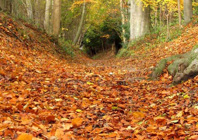 Landscape planning autumn brownway