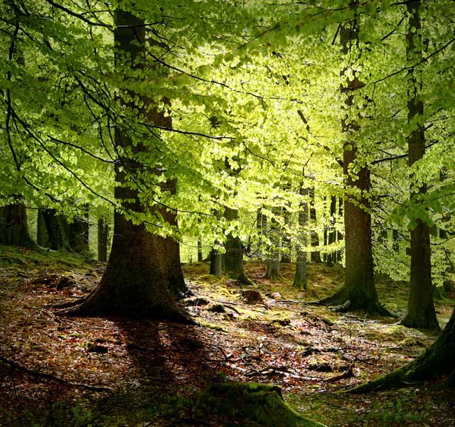 Landscape planning beautiful forest