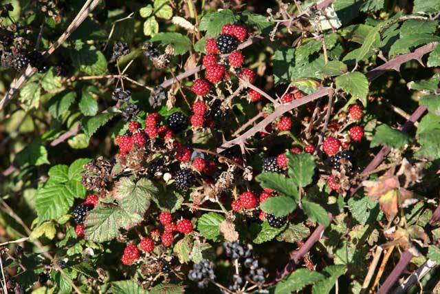 Landscape planning blackberries