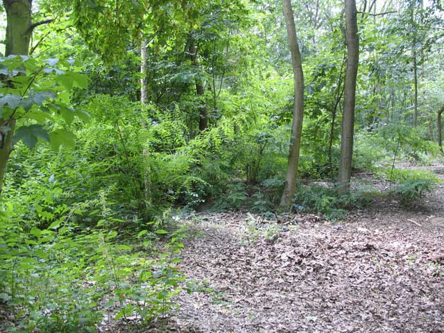 Landscape planning broadleaf wood