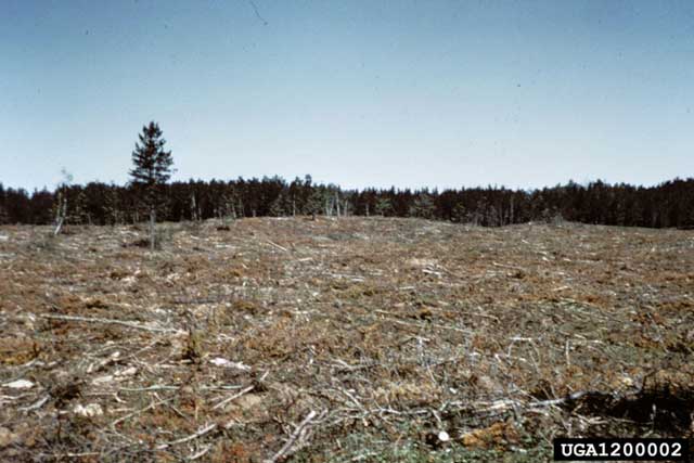 Landscape planning clearcut