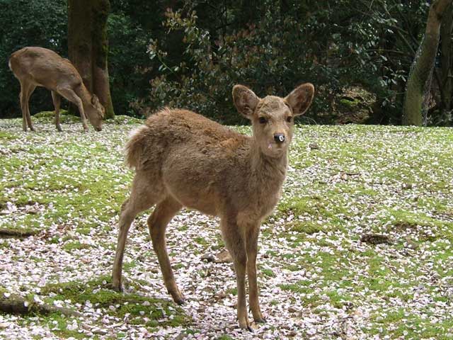Landscape planning deer park