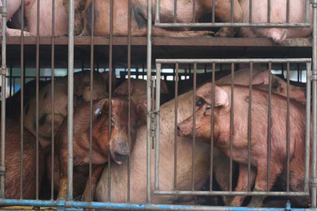 Landscape planning factory farmed pigs