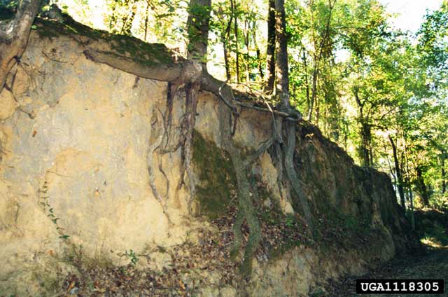 Landscape planning forest erosion
