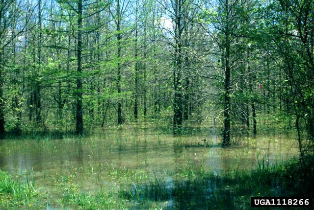 Landscape planning forest flooding